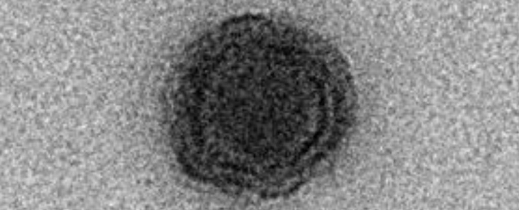 012-yaravirus-virus-genes_1024.jpg