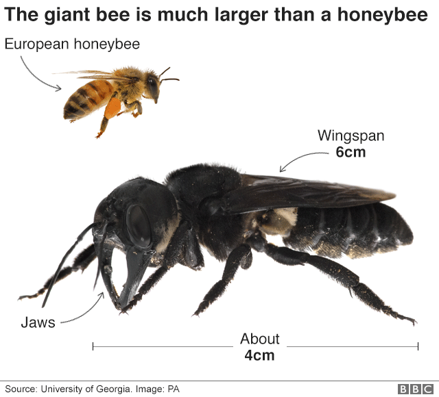 105737537_giant_bee_v2_640-nc.png
