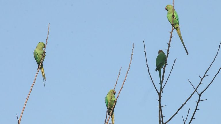 _105872502_parrots.jpg