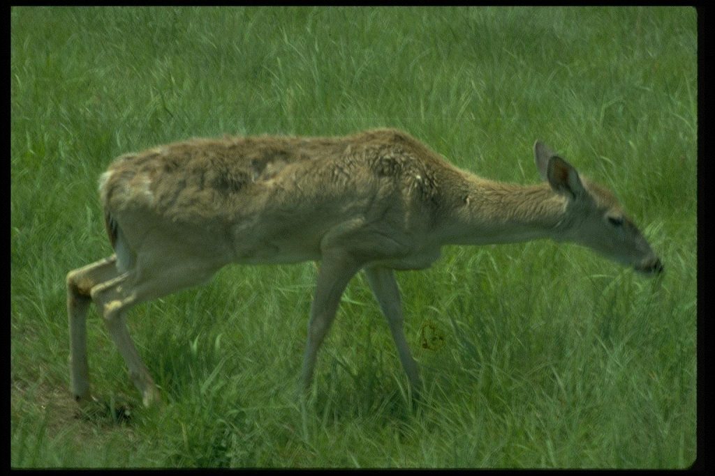 brain-eating-disease-deer-alabama-1024x683.jpg