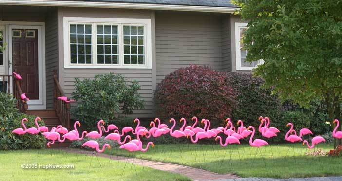 flamingos_pink.jpg