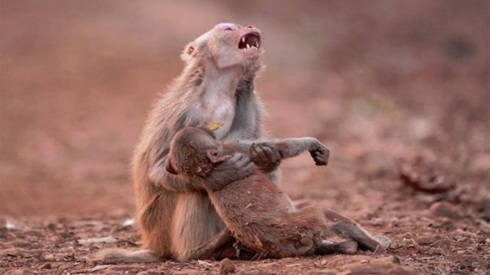 india-heatwave-kills-92-people-monkey-and-birds-fall-from-the-sky-696x391.jpeg