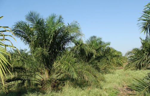 oil-palm-287878_1920-503x322.jpg