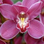 Orchid-150x150.jpg