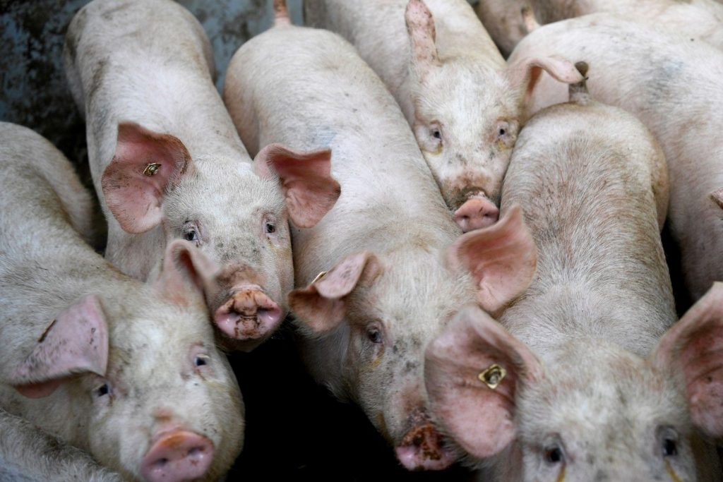 Pig-Chiangmai-African-swine-fever-virus-2-1024x683.jpg