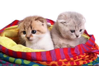 scottish-fold-02.jpg