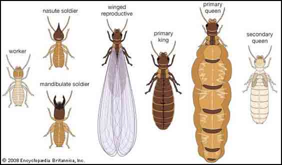 termite-cast-termite-life-c.jpg