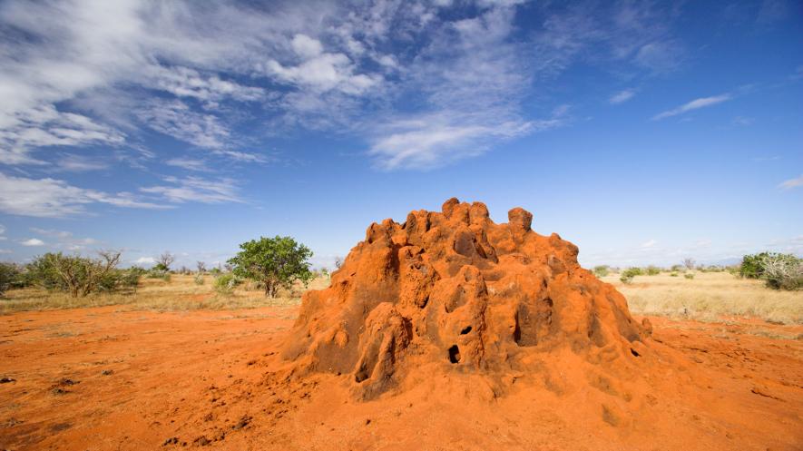 termite-mound.adapt_.885.1.jpg