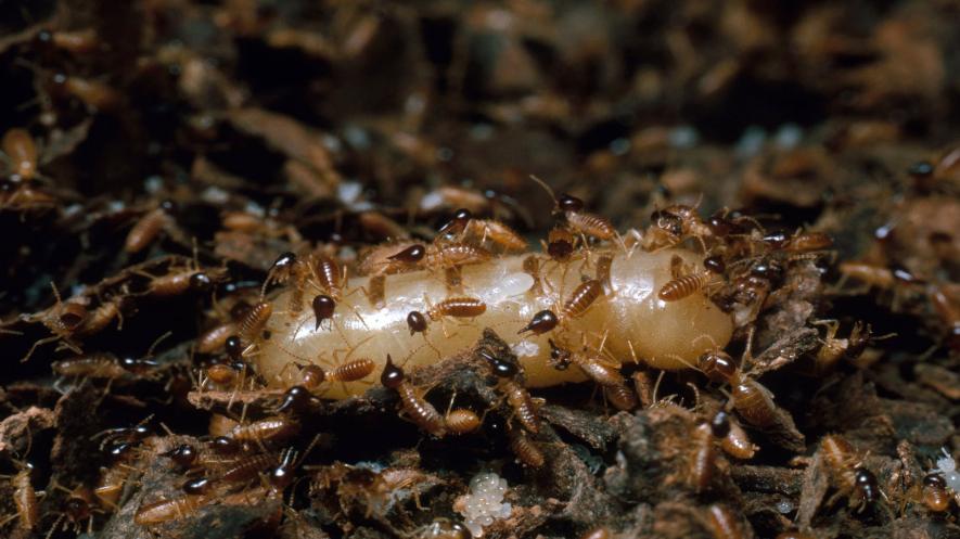 termite-queen.adapt_.885.1.jpg